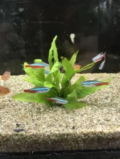 コジコジ様 リクエスト 2点 まとめ商品