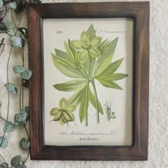 ボタニカルアート 植物画 アンティーク リトグラフ 絵画 額 植物図鑑