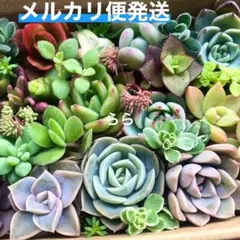 多肉植物　カット苗詰め合わせ　寄せ植えセット