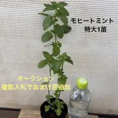 モヒートミント特大1苗 オークションのサムネイル