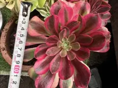 2026年最新】メデューサ錦の人気アイテム - メルカリ