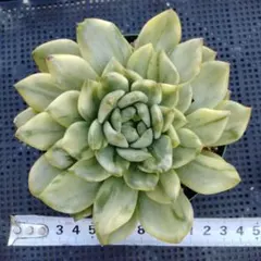 チャオギ錦　多肉植物のサムネイル