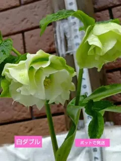 2026年最新】クリスマスローズ開花の人気アイテム - メルカリ