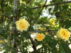 四季蒔バラ ゴールドバニー CL 種約10個おまけ付 Lot.26032201