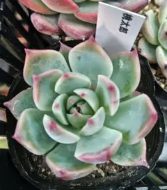 エケベリア 桃太郎