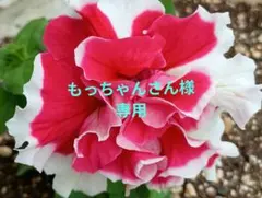 もっちゃんさん様 リクエスト 5点 まとめ商品