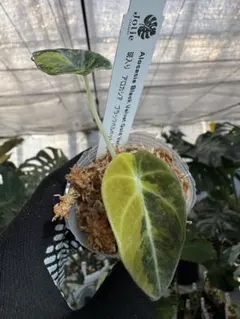 てぃ様 リクエスト 5点 まとめ商品