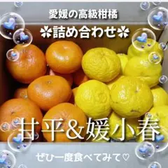 甘平　媛小春　5kg 詰め合わせ　愛媛県松山市産 愛媛県産 甘平 精品5kg（M～4L混み） - きなはいやインターネット店
