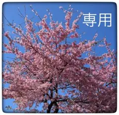 桜姫様専用