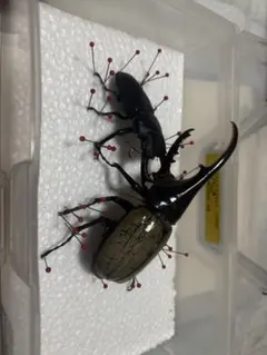 ヘラクレスオオカブト 死虫 標本用 - メルカリ