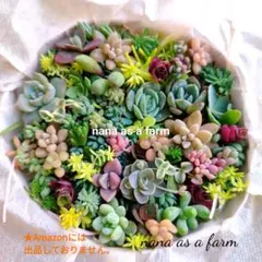 オススメ　ｓ10×2　只今増量中❣️大人気　ちまちま寄せ植え　カット苗　多肉植物のサムネイル