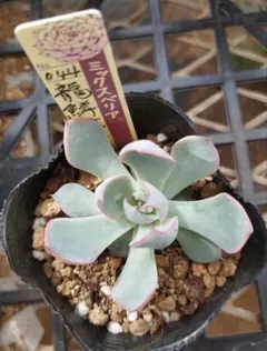 おらいさん 白玉美尼 ミックスベリア 多肉植物 - メルカリ