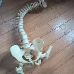 u*d様 人体模型 上腕 足 大腿骨 脛骨 ボーンモデル - メルカリ