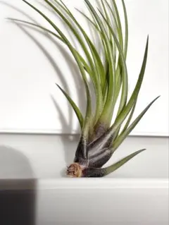 chonwa様 リクエスト 2点 まとめ商品