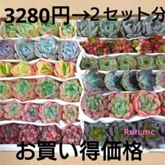 ❤️専用出品❤️ブルーサプライズ錦❤️抜き苗❤️ブルー札 2025年最新】ブルーサプライズ錦の人気アイテム - メルカリ