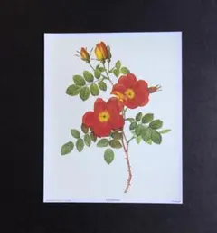 Item thumbnail for item 06c24d14-59cc-4096-97a9-85429e4676b6