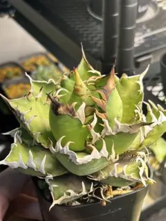 2026年最新】レッドキャットウィーズルの人気アイテム - メルカリ