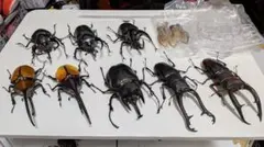 いきもの大図鑑 カブトムシ クワガタ まとめ売り