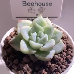恋雪 Beehouseさん命名株のサムネイル