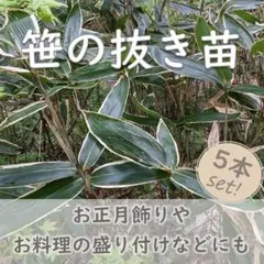 笹の抜き苗 5本 笹 正月飾り お料理や和菓子の飾り葉 入浴剤としても◎