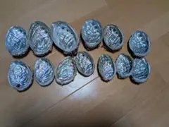 アワビの貝殻 12個セット
