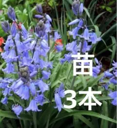 スパニッシュ ブルーベル シラー カンパニュラータ 苗　3本のサムネイル