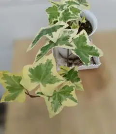 ヘデラ アイビー 　斑入り 　観葉植物　寄せ植えのサムネイル