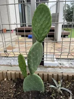 多肉植物 硫黄団扇 狂刺シリーズ ユウレイ （カット枝） - メルカリ
