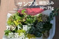 多肉植物　セダム等カット苗　12種詰め合わせ