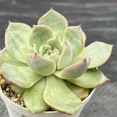 多肉植物　キャラリアン② 抜き苗のサムネイル