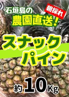 石垣島産 スナックパイン 実生苗 ディスプレー鑑賞ご賞味good taste