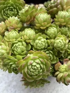 多肉植物 ローズセダム パキクラドス セダム カット苗8カット - メルカリ