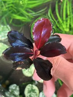 水草 Bucephalandra sp.Ghostkalimantan Bucephalandra sp. Ghost Kalimantan - メルカリ