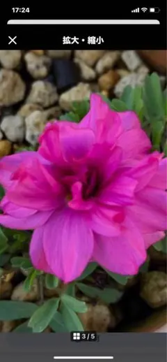 サクサク様 リクエスト 2点 まとめ商品