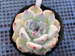 2025年最新】ラウリンゼ ざわわの人気アイテム - メルカリ