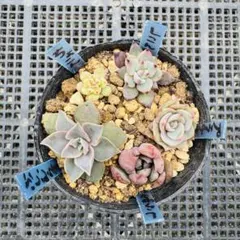 2026年最新】ミックスベリアの人気アイテム - メルカリ