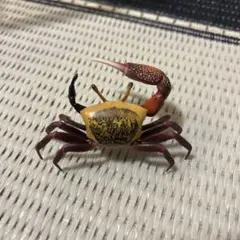 Item thumbnail for item b75aad1a-f2e0-43a7-8364-517832852fc3