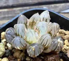 多肉植物 ハオルチア 裏般若錦 糊斑 超美品 透明窓 - メルカリ