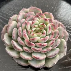 凰太郎ママ様 リクエスト 3点 まとめ商品