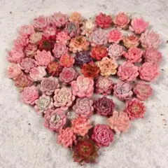 8多肉植物　詰め合わせ　30苗セット　韓国苗　寄せ植え用　カット苗　エケベリア