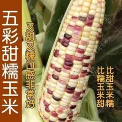 amane様 リクエスト 2点 まとめ商品