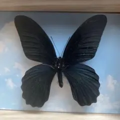 2026年最新】ナガサキアゲハ標本の人気アイテム - メルカリ