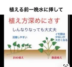 はるか切り苗 30本 茨城県産 サツマイモ さつまいも苗 家庭農園 大口