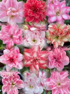 札落ち❣️お買い得セット　どちらの花が咲くかはお楽しみ　アマリリス球根10個 札落ち❣️お買い得セット どちらの花が咲くかはお楽しみ アマリリス