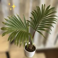 【良好】トックリヤシ 販売 楽天市場】トックリヤシ（花・観葉植物｜花・ガーデン・DIY）の通販