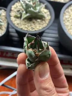 Tsukasa12.24様 リクエスト 2点 まとめ商品