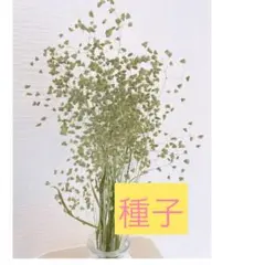 popoちゃん様 リクエスト 2点 まとめ商品