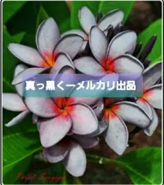 2026年最新】プルメリア 種の人気アイテム - メルカリ