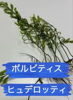 2026年最新】ボルビティス ヒュディロティの人気アイテム - メルカリ