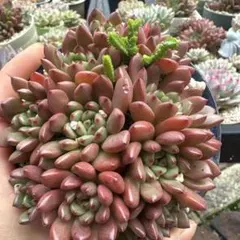 norichan様 リクエスト 4点 まとめ商品 速達便